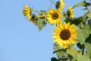 sunflowers in the garden