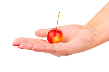 Paradise Apple in hand