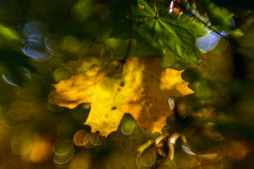 Fototapeta na wymiar jesień, warszawa, park, liście, drzewa