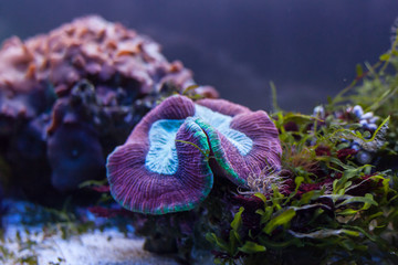 Obraz premium beautiful colorful reef fish