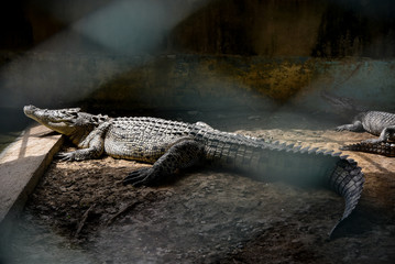 Crocodiles with pool