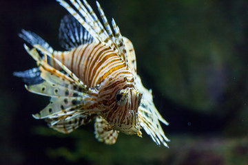 beautiful colorful reef fish
