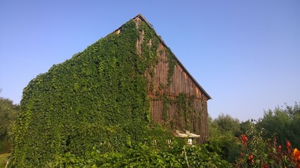 Fototapeta na wymiar Old overgrown wooden barn and blue sky