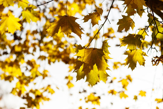 Autumn leaf. Autumn maple leaf. fallen leaves.