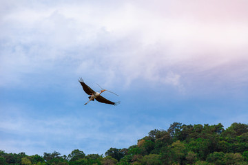 Painted stork Fly freely in the sky.Painted stork is a large wader in the stork family.They Feed in flocks in shallow waters along rivers.Organisms that are nearly in the network risk of extinction