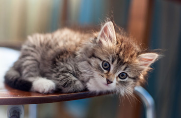 beautiful little kitty