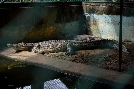 Crocodiles with pool