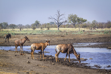 Common tsessebe in Kruger National park, South Africa ; Specie Damaliscus lunatus lunatus family of Bovidae