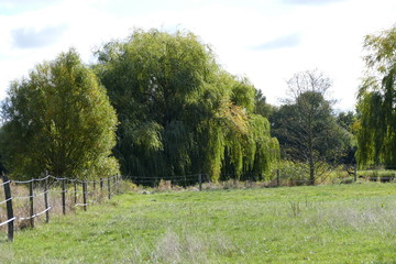 field fens tree