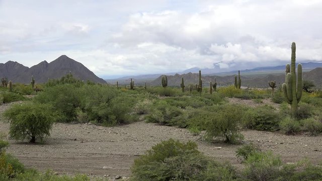 Cardon grande cactuses (Echinopsis terscheckii) at the Los Cardones National Park. Salta, Argentina