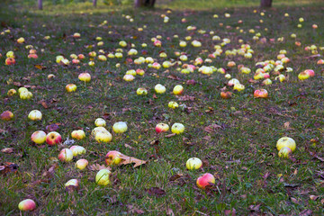 Autumn background with the fallen apples