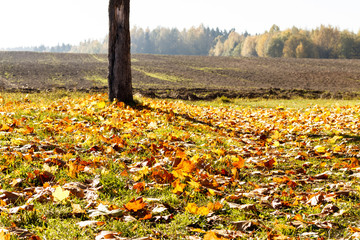 Obraz premium Autumn leaf. Autumn maple leaf. fallen leaves.