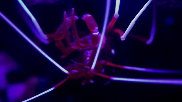 Close up video of marine life