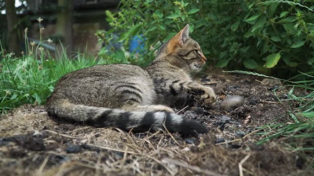 getigerte Katze liegt neugierig auf Erde