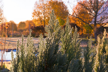 Fototapeta na wymiar Juniper in frost close-up on the garden plot. Frosty, Sunny morning. Back lighting. Autumn, morning, frost.