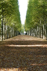 avenue very straight