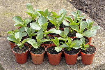 Broad beans