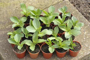 Broad beans