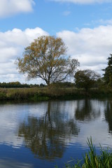 Tree and reflektion in water