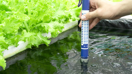 Digital pH meter tester Hydroponics  Controllers Â pH Pens, pH Tests, Digital SoilÂ & pH Sensors vegetables in water greenhouse on white foam , Close up..
