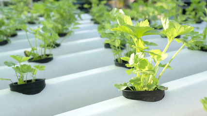 Fresh Green salad Celery vegetables Sun's rays in a morning ,with copy space for your text..