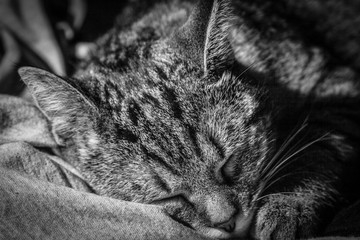Sleeping Cat