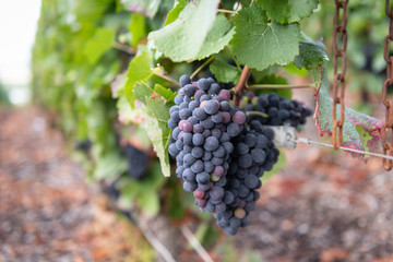 Grapes for Champagne