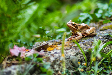 Frog