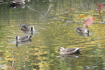 鴨と紅葉