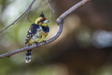 Crested Barbet in Kruger National park, South Africa ; Specie Trachyphonus vaillantii family of...