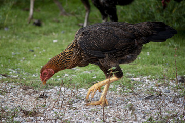 Hens find food on the green lawn.