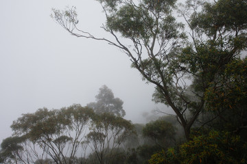 Trees and foggy atmosphere in the Blue Mountains National Park at Katoomba in the Blue Mountains, New South Wales, Australia.