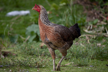 Hens find food on the green lawn.