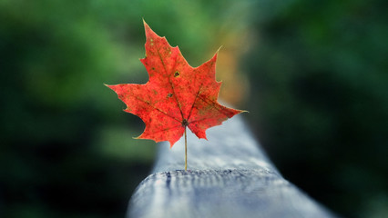 Autumn maple leaf