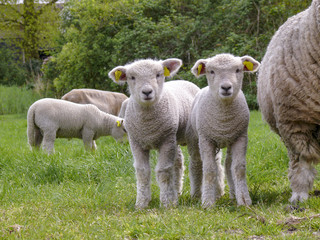 Fototapeta premium Two cute little lambs standing next to their mother sheep and other little lambs in the background on a green pasture.