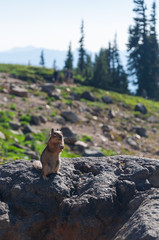 Chipmunk, mountain and trees