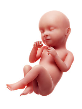 3d rendered medically accurate illustration of a human fetus, week 39