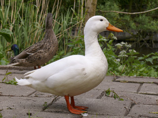White domestic duck standing on tiles next to a pond and foliage.