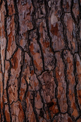 bark of a tree