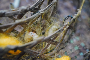 Thai silkworm cocoons 