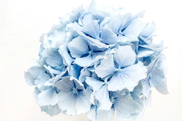 Zelfklevend Fotobehang Blue hydrangea flower. © Floral Deco