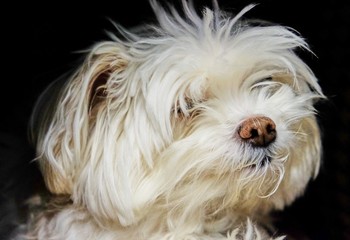 Portrait of a white small dog Maltese
