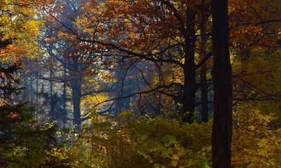 autumn landscape leaf fall in the Park
