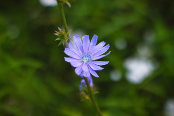 Beautiful wild chicory flower
