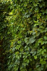 Natural green background in sunlight ,Abstract round bokeh from green leaves,