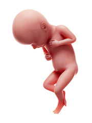 3d rendered medically accurate illustration of a human fetus, week 32