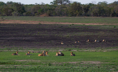 Lions in their natural habitat - captured in the Greater Kruger National Park