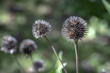 Dry prickly echinacea heads against the backdrop of the sunny green of the garden. Interesting nature concept for design.