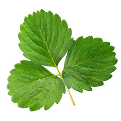 Strawberry leaf isolated on white background