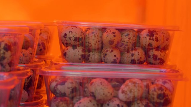 20340_Small_spotted_quail_eggs_inside_the_plastic_container.mov